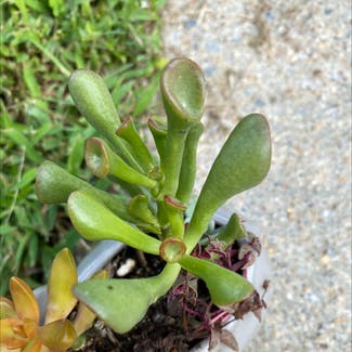 Jade plant in Virginia Beach, Virginia