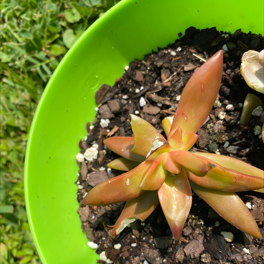 Succulent plant in a green pot with reddish-brown leaves and visible soil.