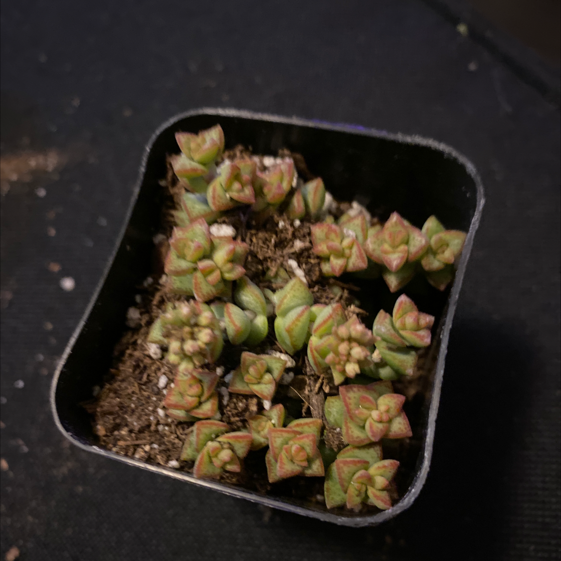 Small potted Tom Thumb succulent with multiple rosettes, healthy appearance.