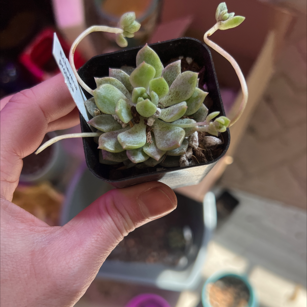 Hand holding a small Echeveria succulent in a pot with visible soil.