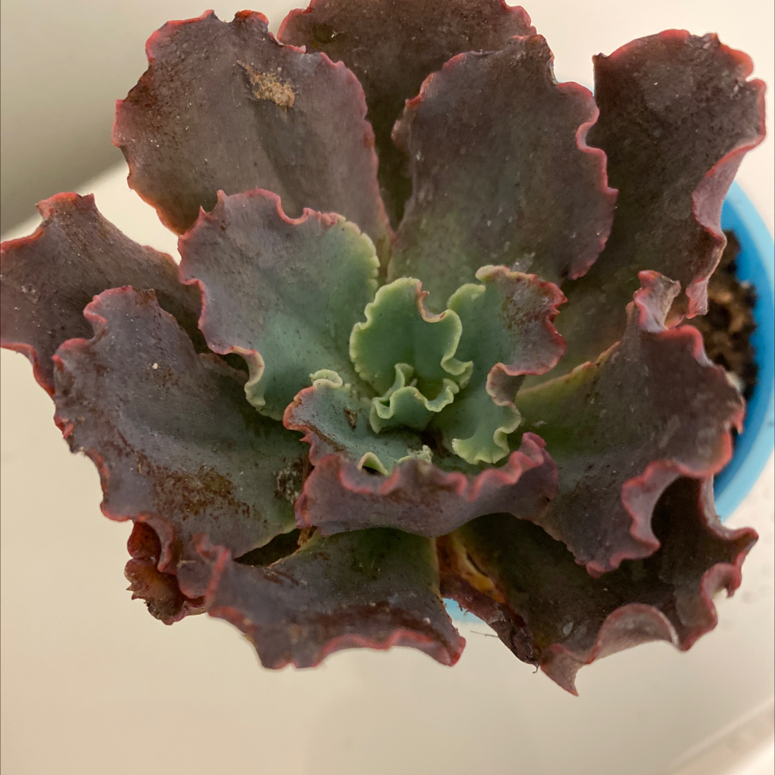 Echeveria 'Neon Breakers' succulent with ruffled green and purple leaves, some browning visible.