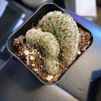 Brain Cactus plant in Virginia Beach, Virginia