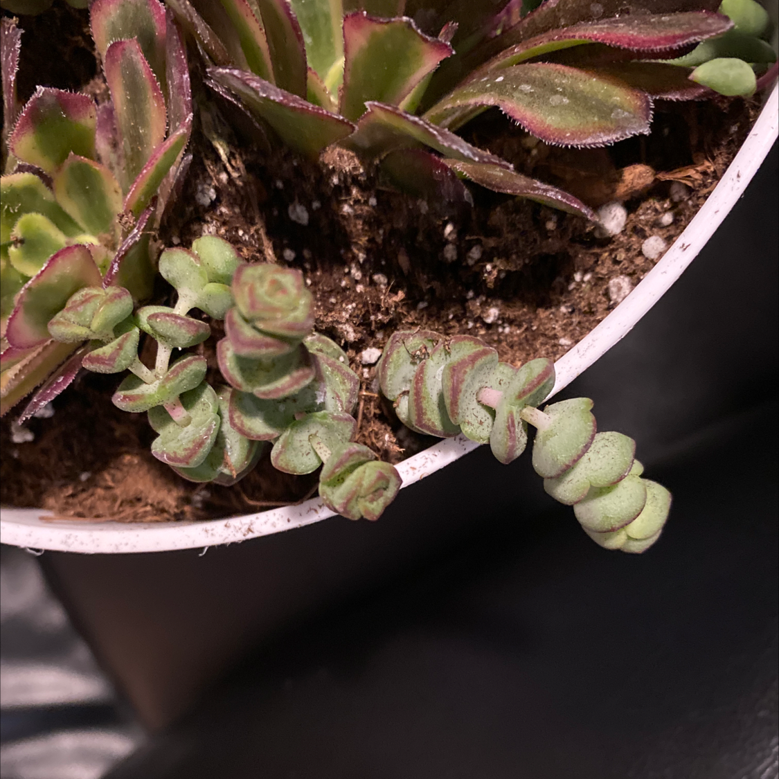 Crassula rupestris succulent plant in a pot with visible soil, well-framed and in focus.