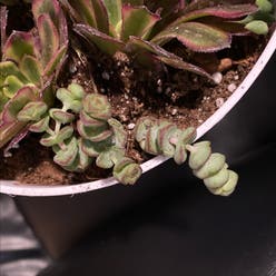 Baby's Necklace plant