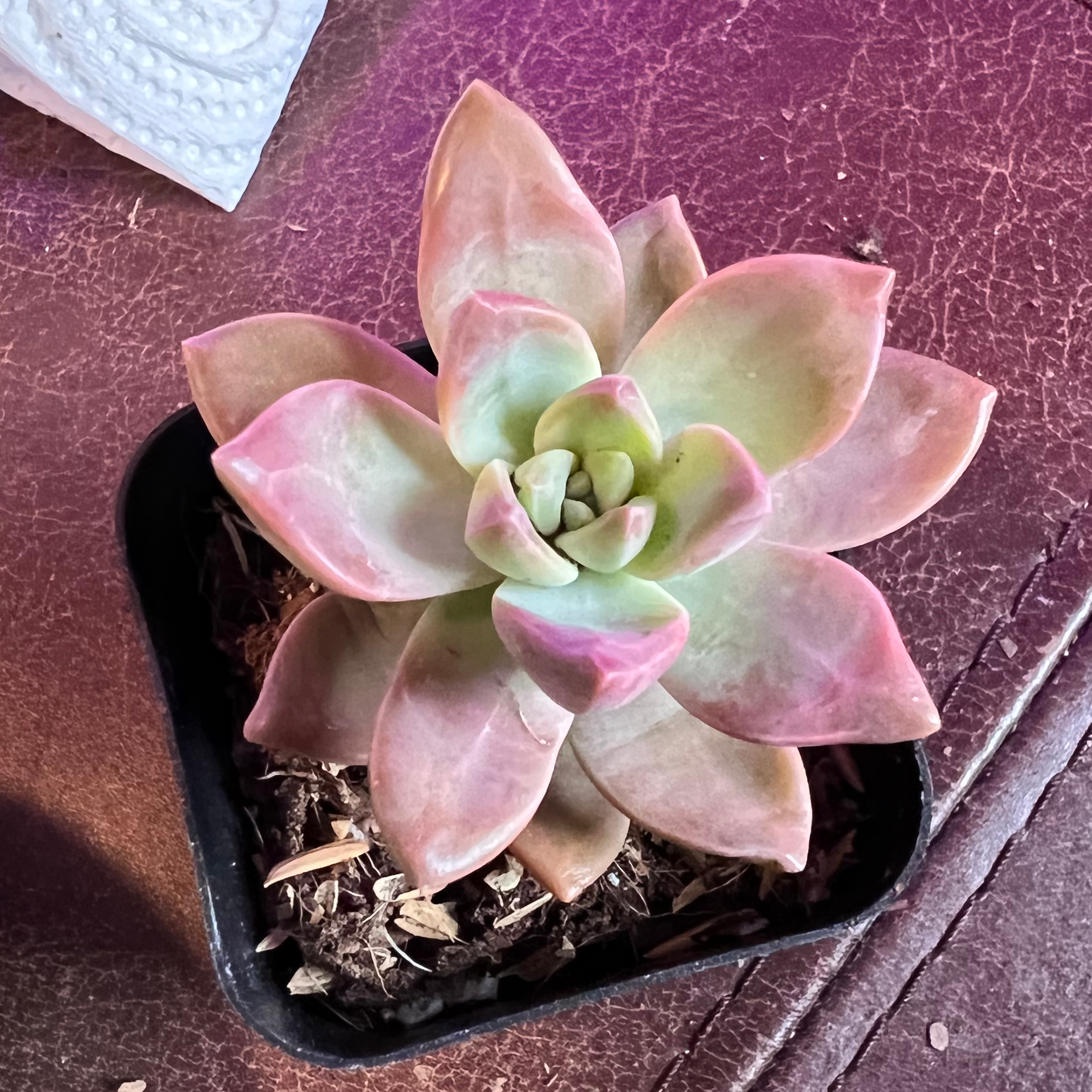 Photo of the plant species Graptosedum 'California Sunset' by @theplantymammy named Cali Sunset on Greg, the plant care app