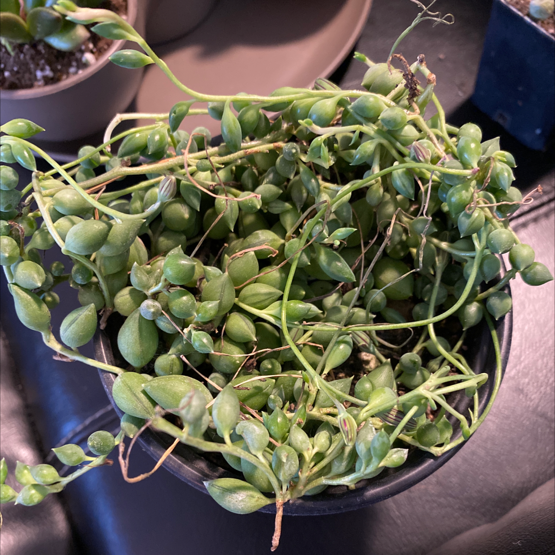 String of Raindrops plant in a pot with healthy green leaves.
