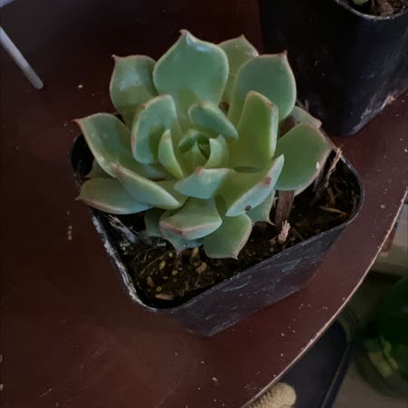 Photo of the plant species Echeveria 'Ramillete' by Mooreplantspls named Ramillette on Greg, the plant care app