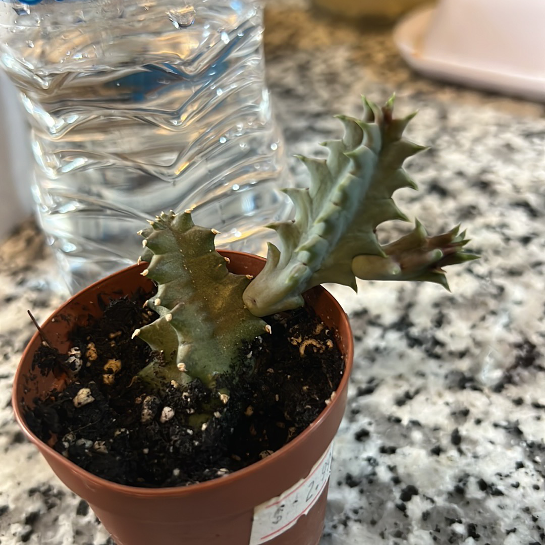 Lifesaver Cactus in a small pot with visible soil, placed on a granite surface.