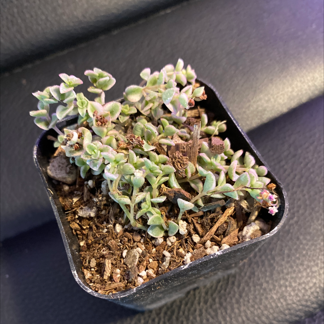 Sedum 'Little Missy' plant in a small pot with visible soil, appearing healthy.