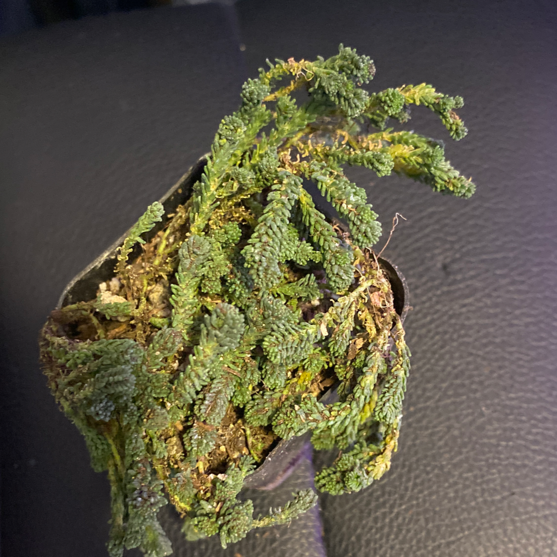 Tasteless Stonecrop plant in a small pot with visible soil. Some leaves show yellowing and browning.