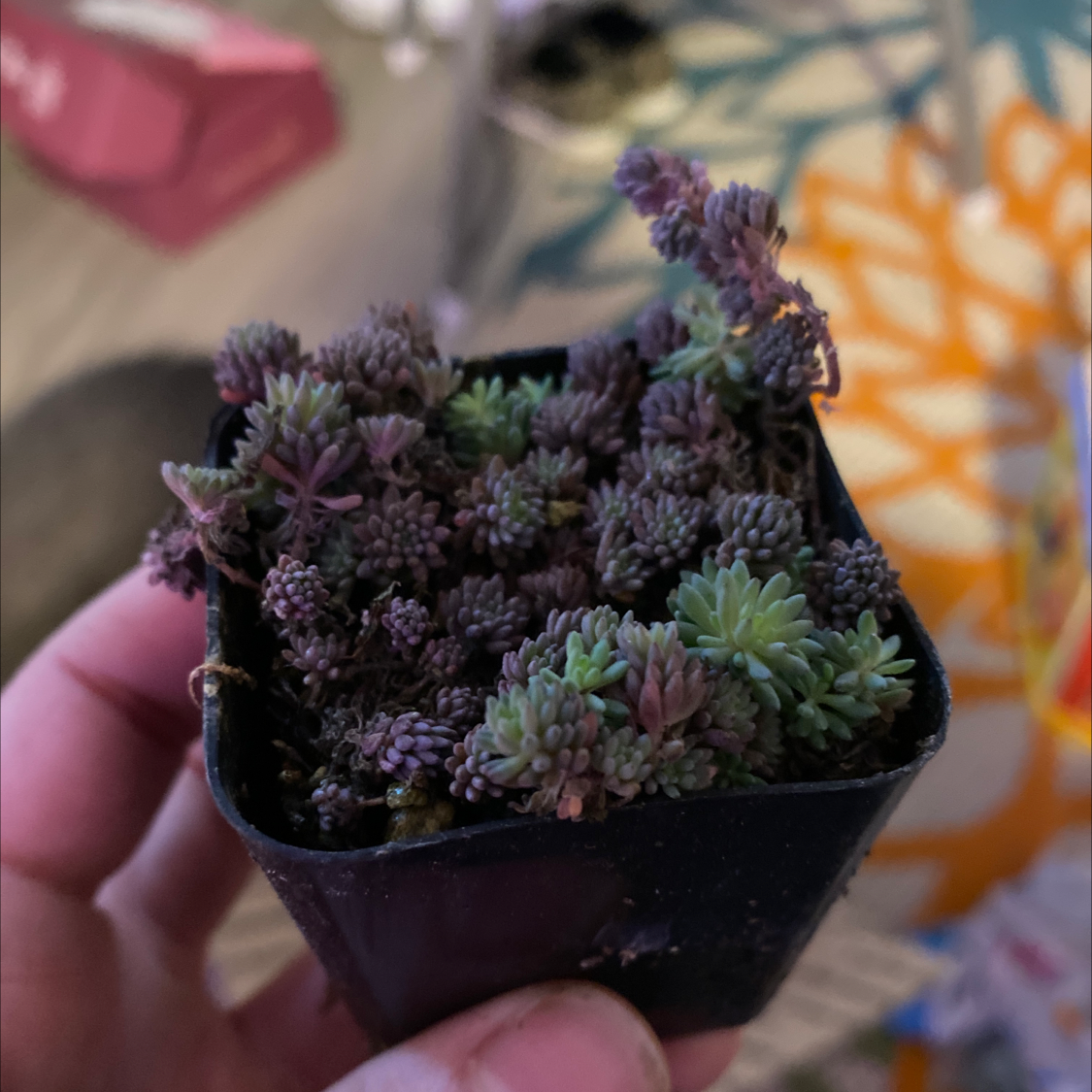 A small potted Tasteless Stonecrop plant with green and purple succulent leaves held by a hand.