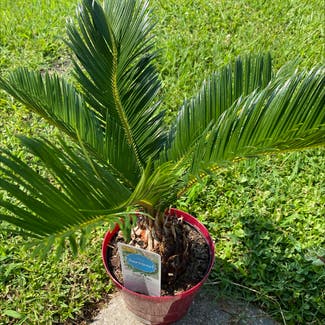 Sago Palm plant in Virginia Beach, Virginia