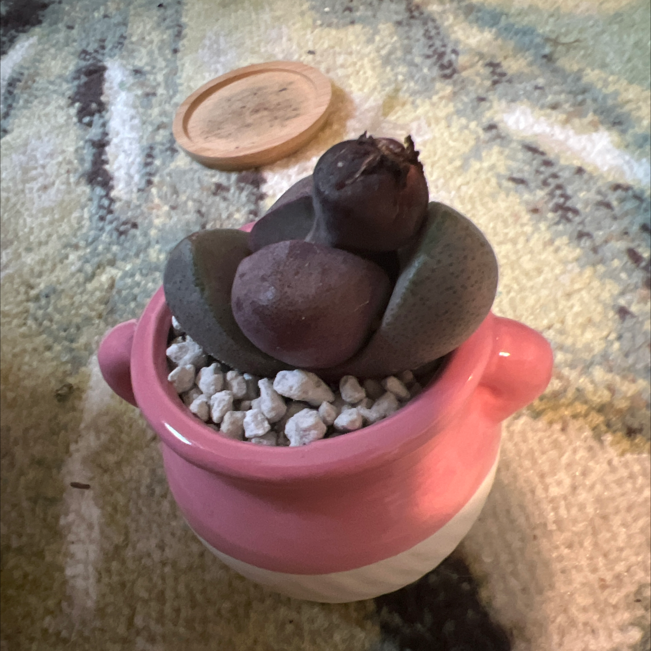 Royal Flush Split Rock plant in a pink pot with white gravel.