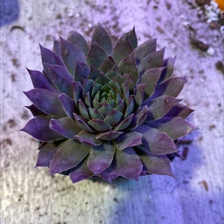 Blue Ice Hen and Chicks plant in Virginia Beach, Virginia