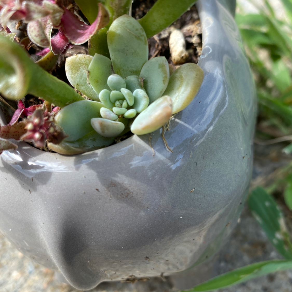 A small succulent plant in a gray pot, appearing healthy with no visible soil or flowers.