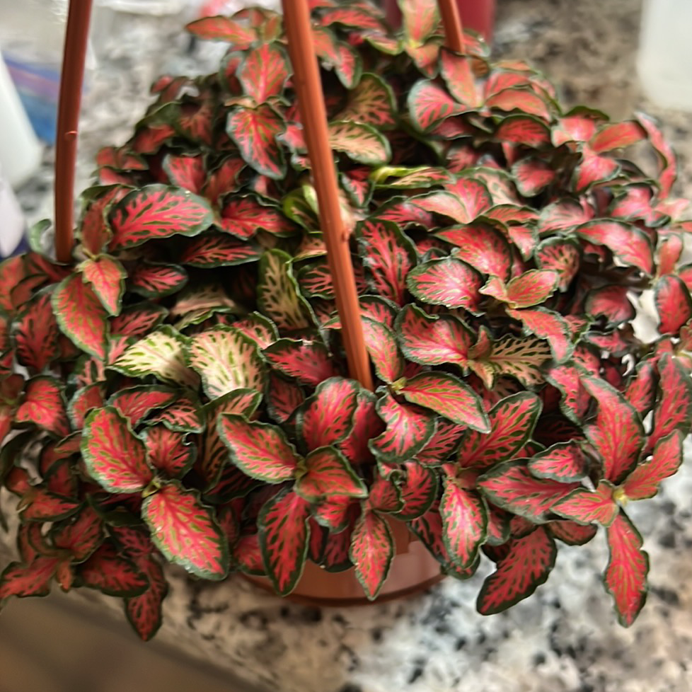 Pink Wave Nerve Plant with vibrant red and green leaves in a pot.