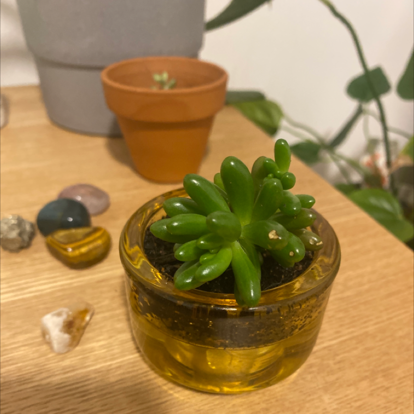 Jelly Bean Plant plant photo by @bellastrydom named Orphan on Greg, the plant care app.