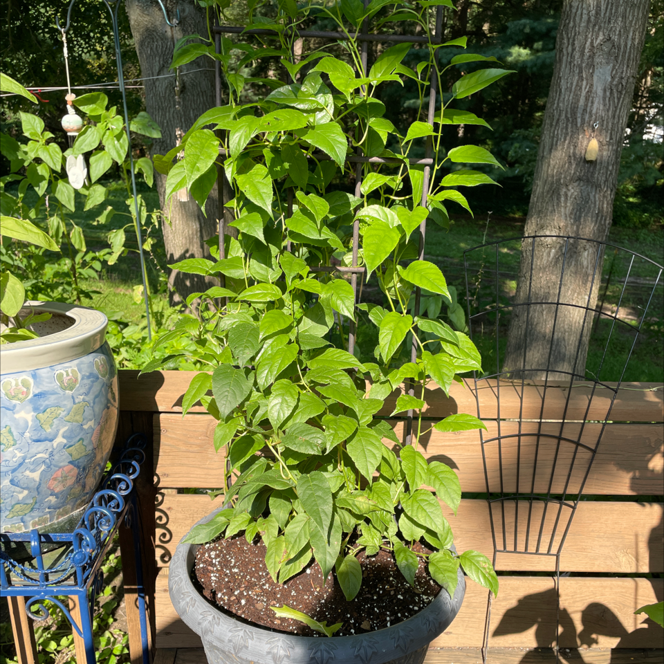 Healthy potted Asian Bittersweet plant with vibrant green leaves.