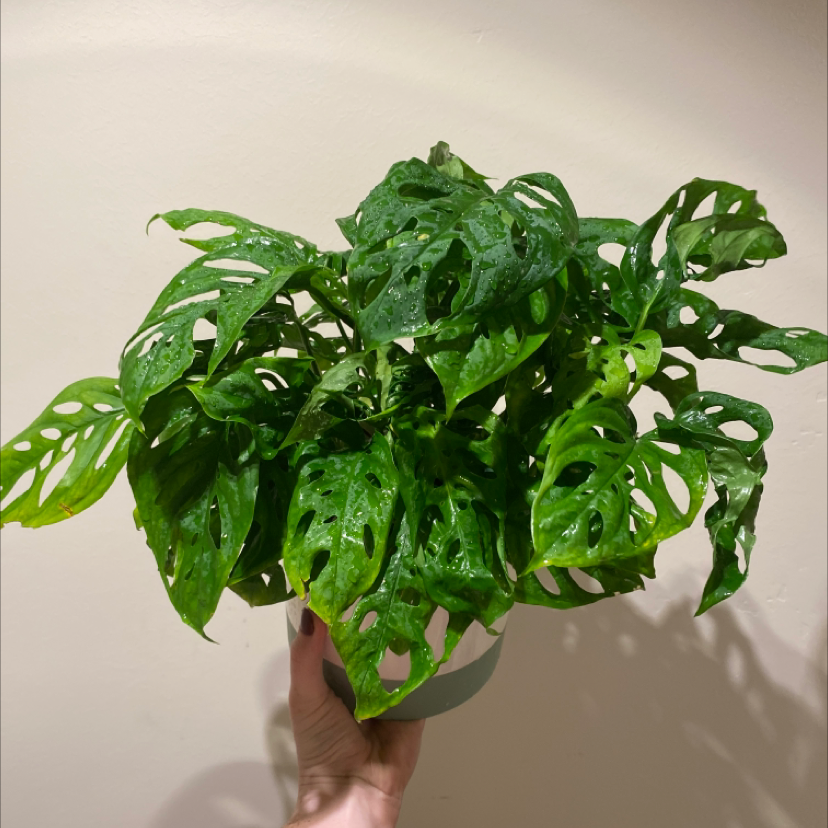 🧀 Propagating My Swiss Cheese Vine Stepbystep Guide