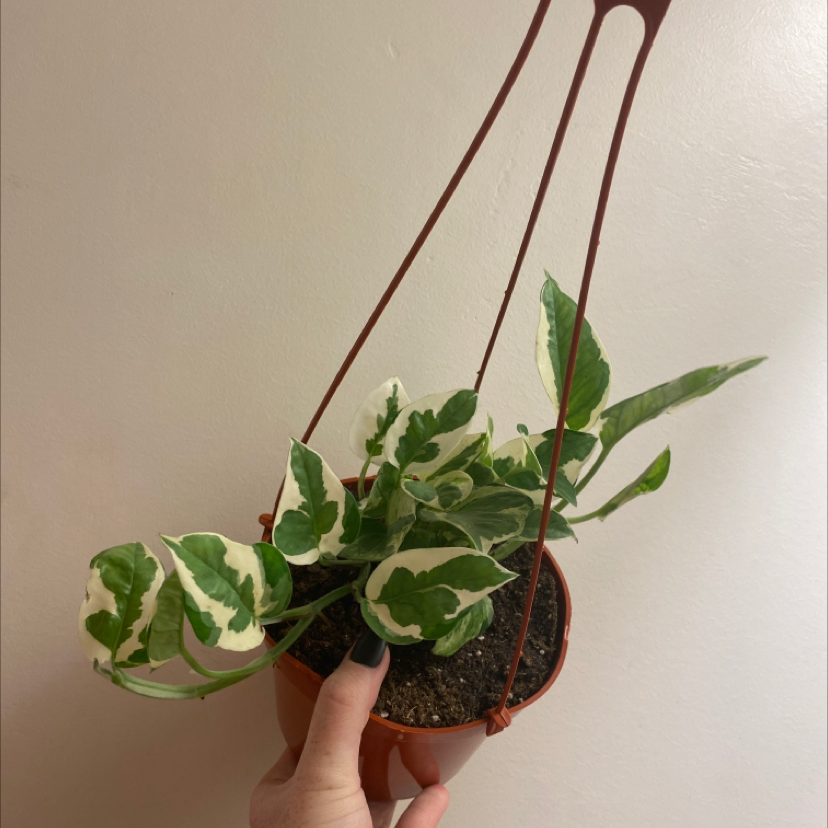 Pearls and Jade Pothos plant in a hanging pot with variegated green and white leaves.