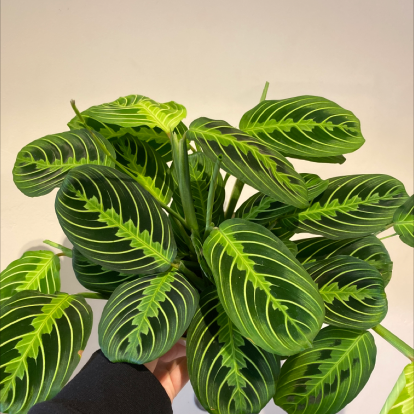 Why Does My Red Prayer Plant Have Yellow Leaves? 🍂