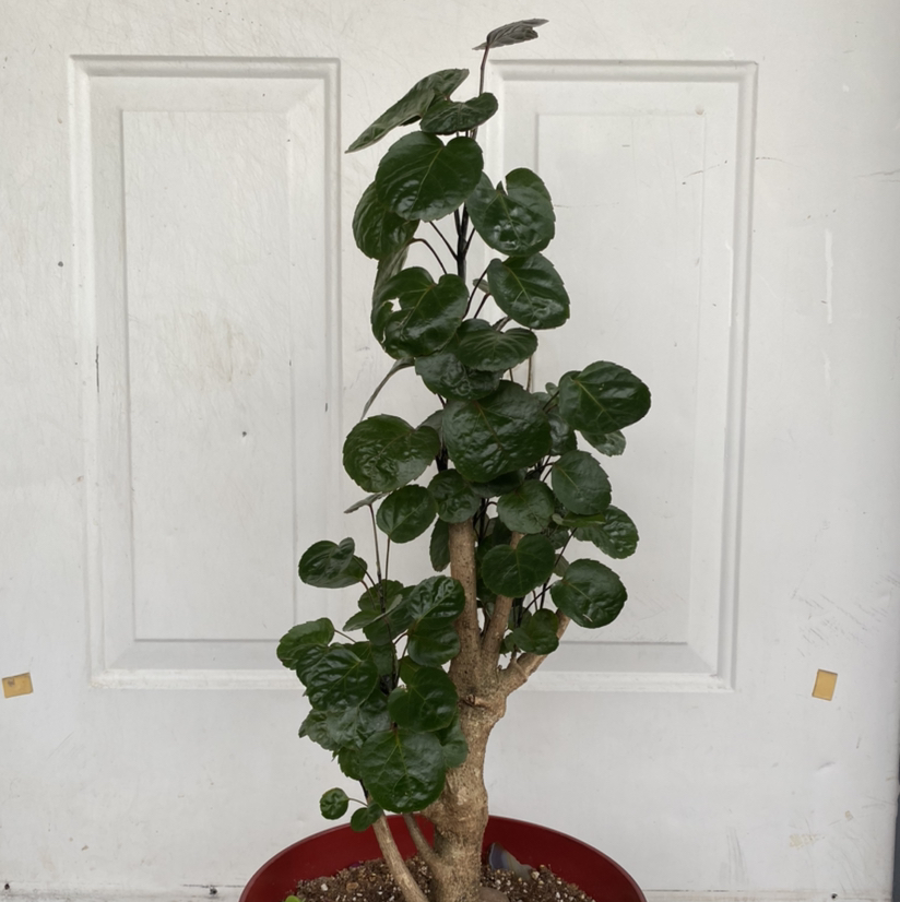 Photo of the plant species Thunderhead by @Tristen.01 named Eveline on Greg, the plant care app