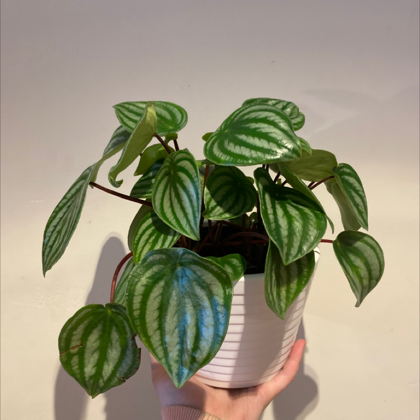 Emerald Ripple Peperomia plant with vibrant green leaves held by a hand.