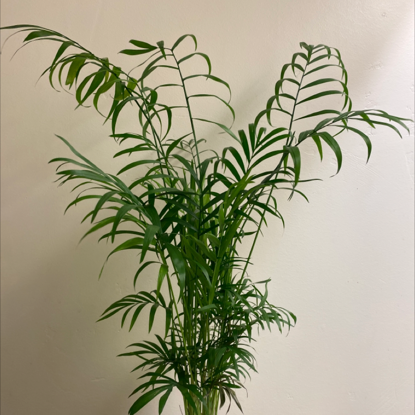 Healthy, thriving parlour palm houseplant with lush green arching fronds, photographed against plain background.