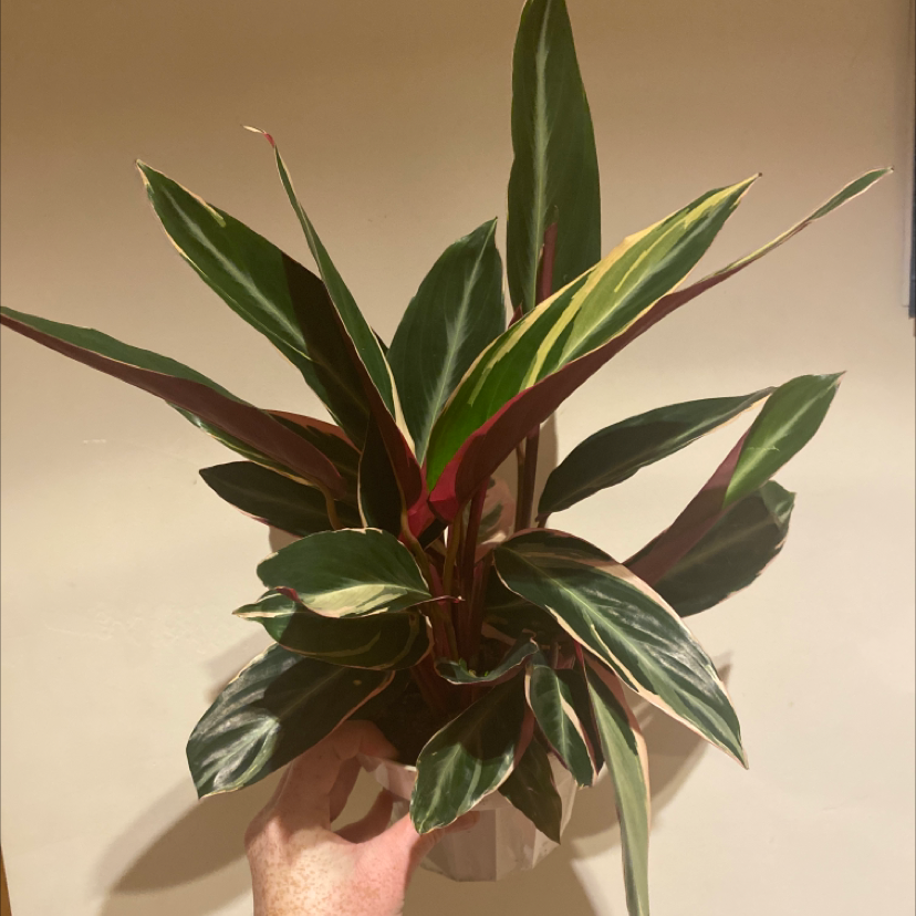 Never Never Plant with vibrant green leaves and variegation, held by a hand.