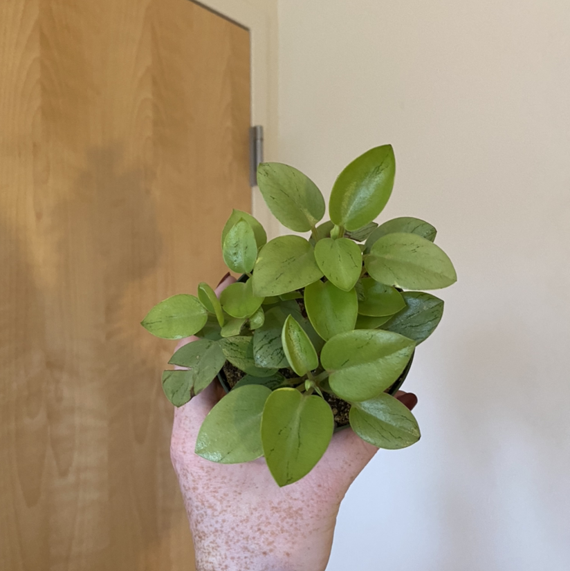 Hand holding a healthy Teardrop Peperomia plant with vibrant green leaves.