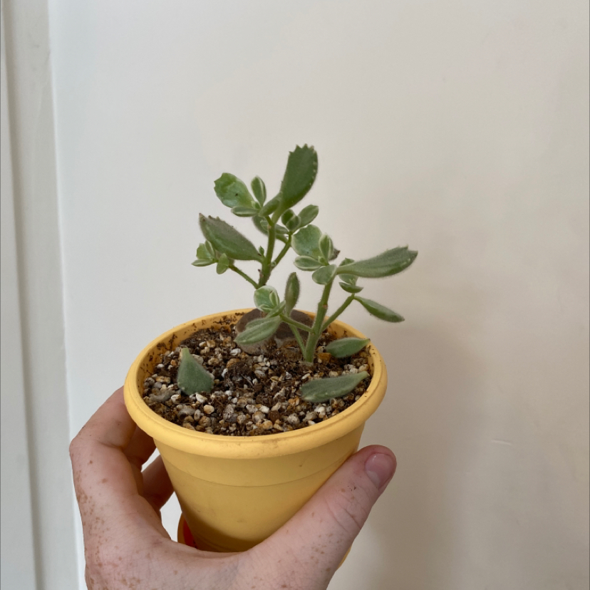 Panda Plant (Kalanchoe tomentosa) in a yellow pot, held by a hand.