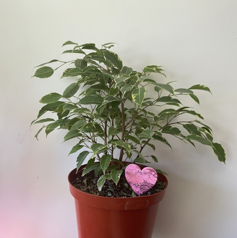 Healthy, lush weeping fig plant in a terracotta pot with a decorative pink heart in the soil.
