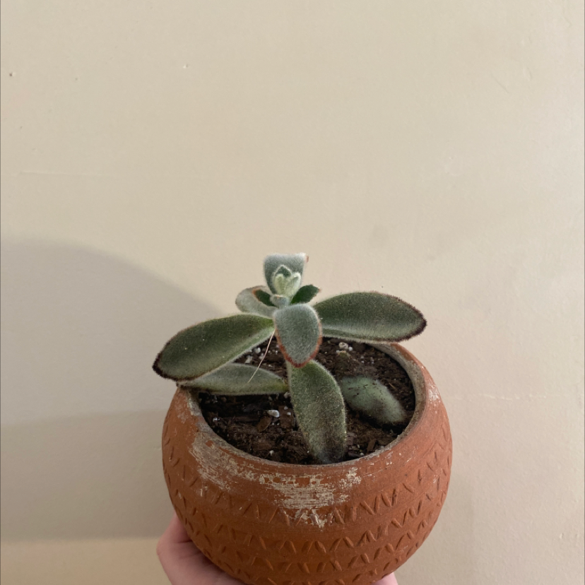Panda Plant in a small pot with visible soil, held by a hand.