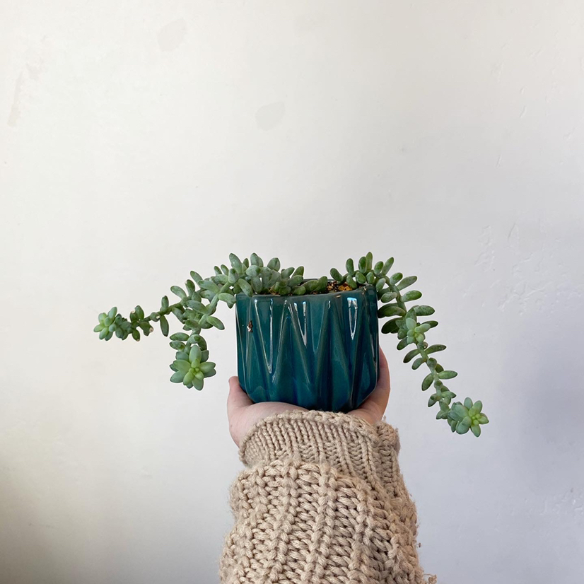 Healthy blue-green Burro's Tail succulent in a teal pot, held in hands against a white background.