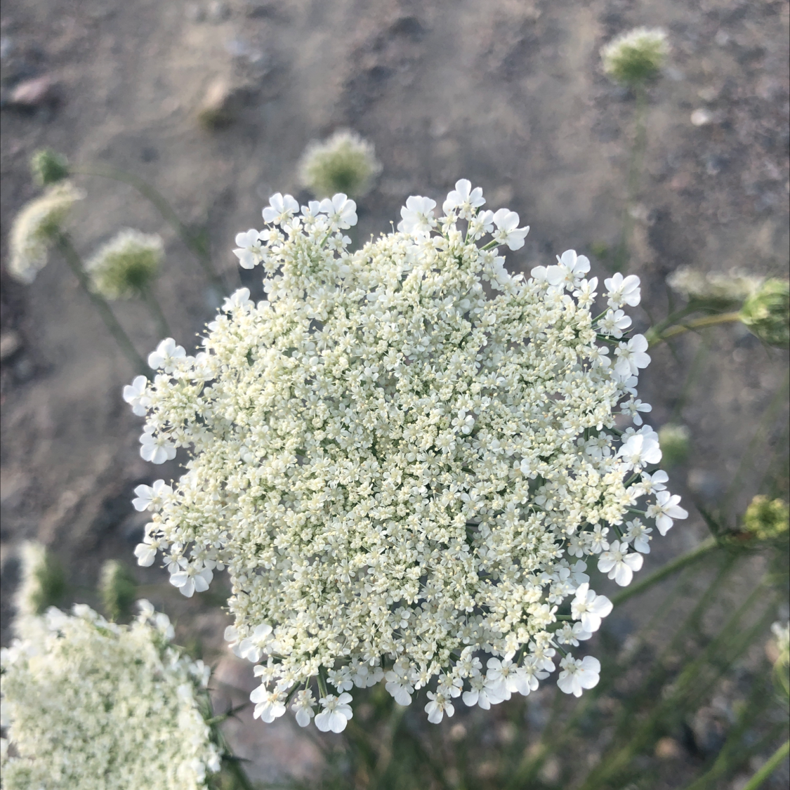 Close-up of a Wild Carrot flower cluster with small white flowers.