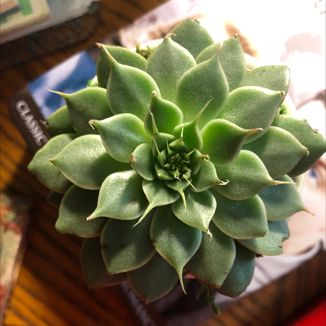 Top view of a healthy Blue Echeveria plant with slight browning at leaf tips.