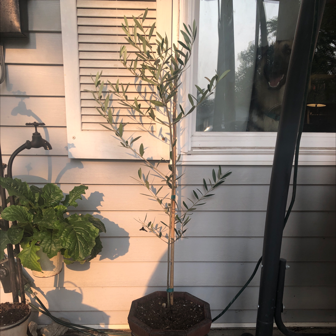 Potted olive tree on a patio with visible soil and green leaves.