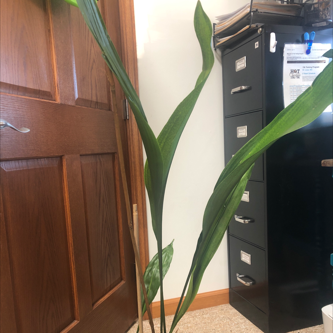 Cast Iron Plant with long green leaves indoors near a wooden door and filing cabinet.