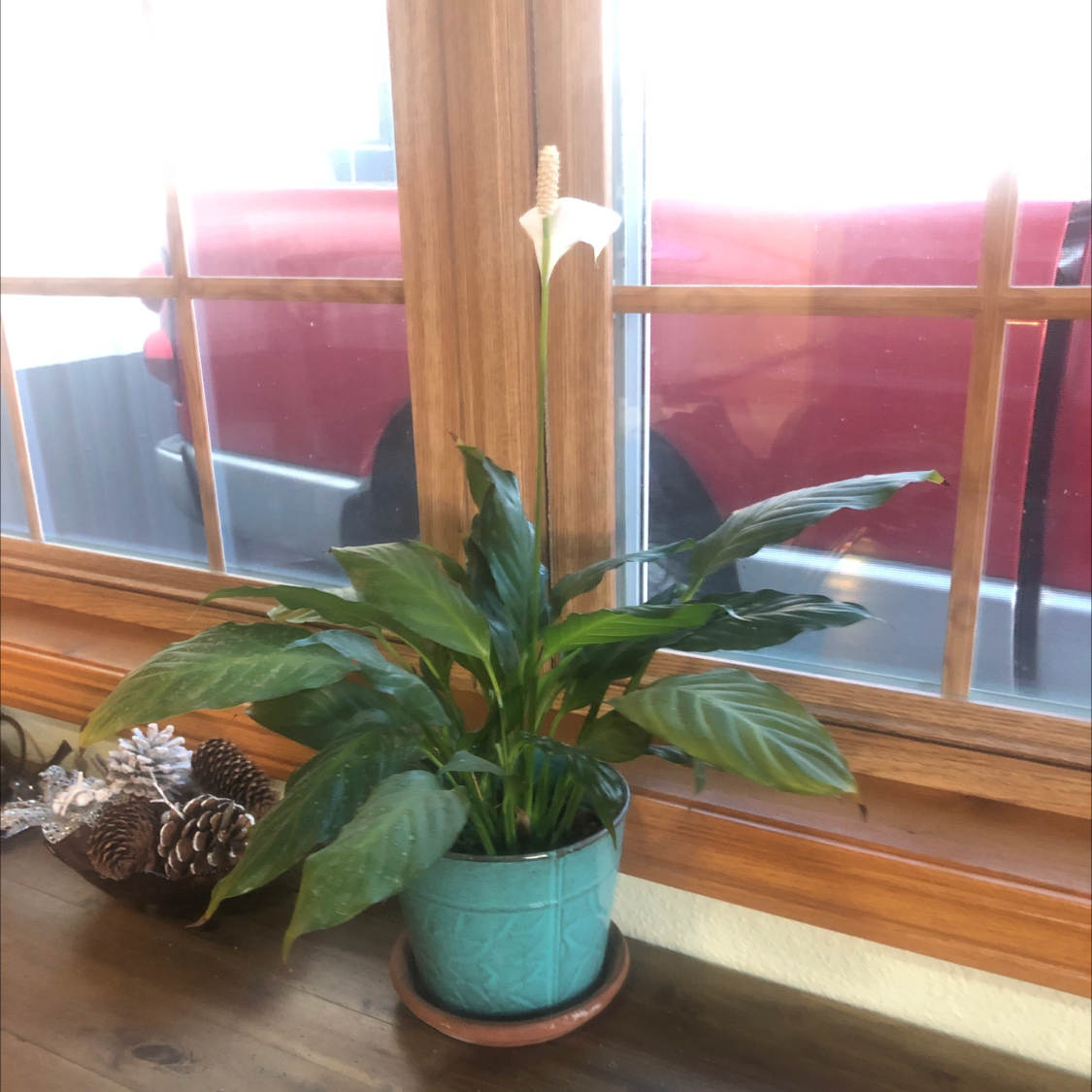 Peace Lily plant photo by Sara named Diana on Greg, the plant care app.