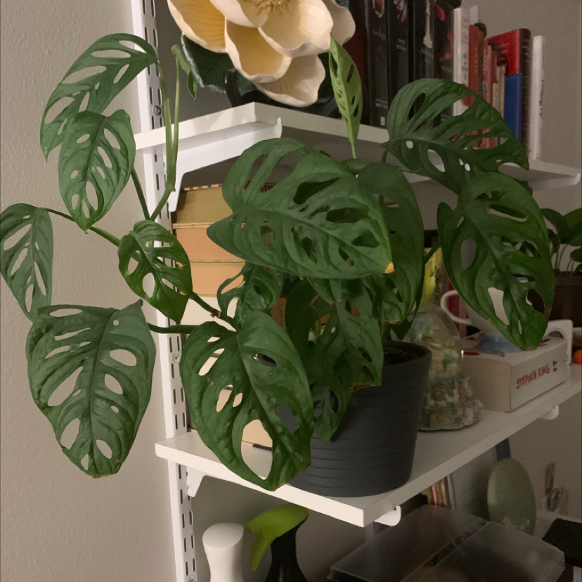 Healthy Monstera deliciosa plant with fenestrated leaves growing indoors in a black plastic pot, with a hand gently touching a leaf.