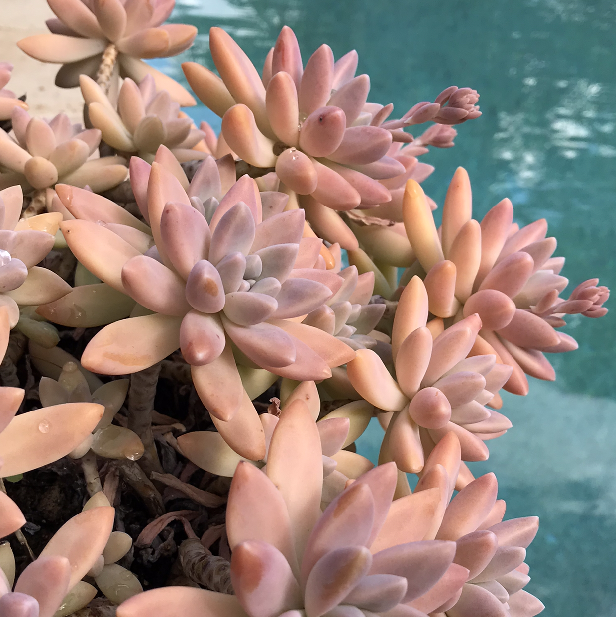 Healthy Graptosedum 'Darley Sunshine' succulent with plump, colorful leaves.