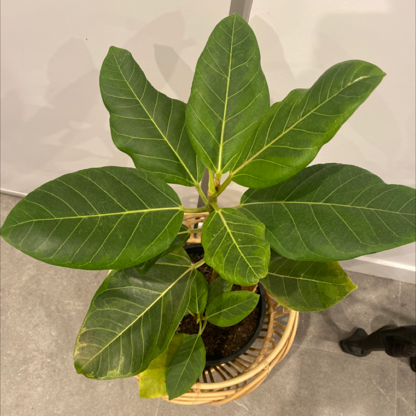 Healthy Florida Strangler Fig plant with vibrant green leaves and minor yellowing on one leaf.