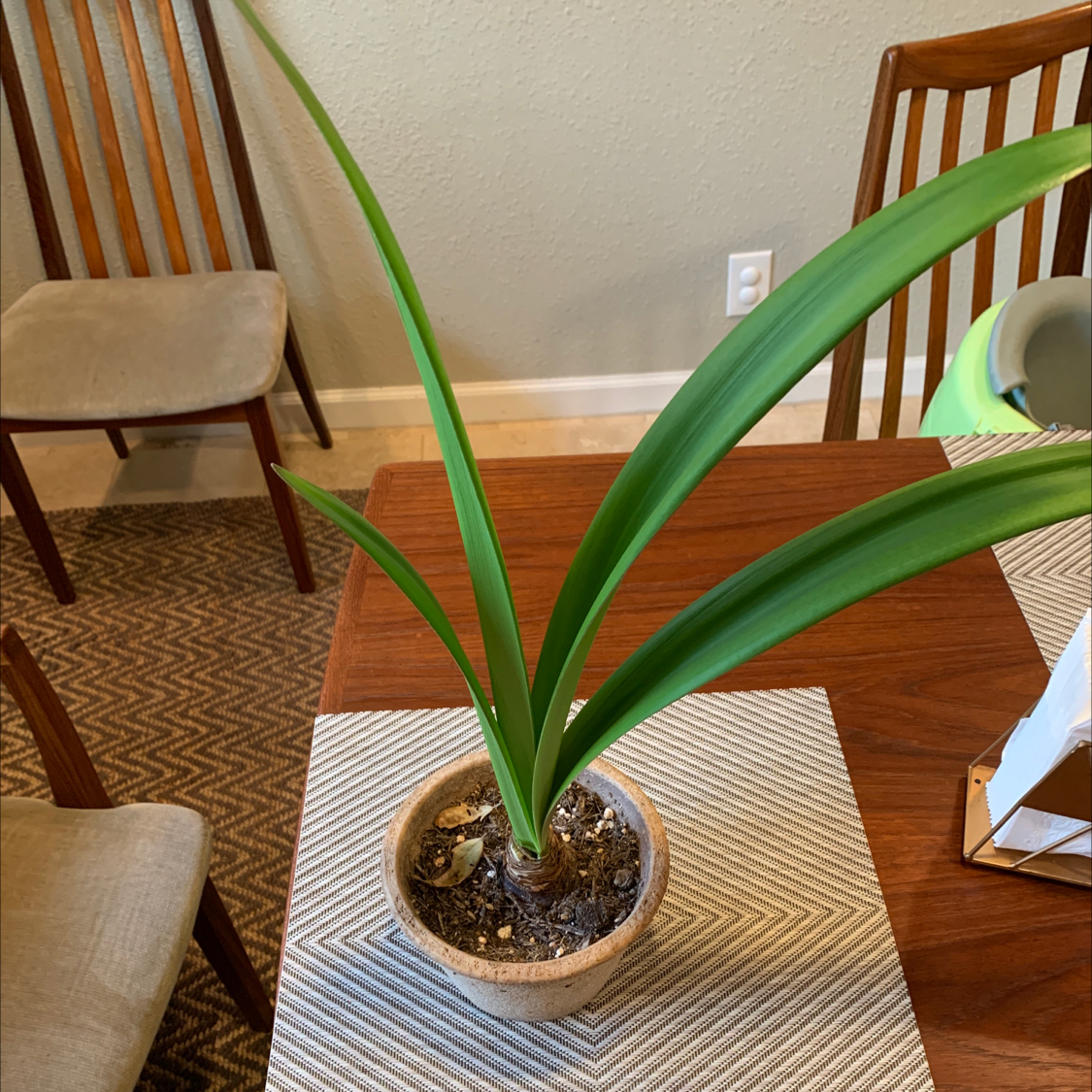 Photo of the plant species Barbosa Lily by @adam named Kristie on Greg, the plant care app