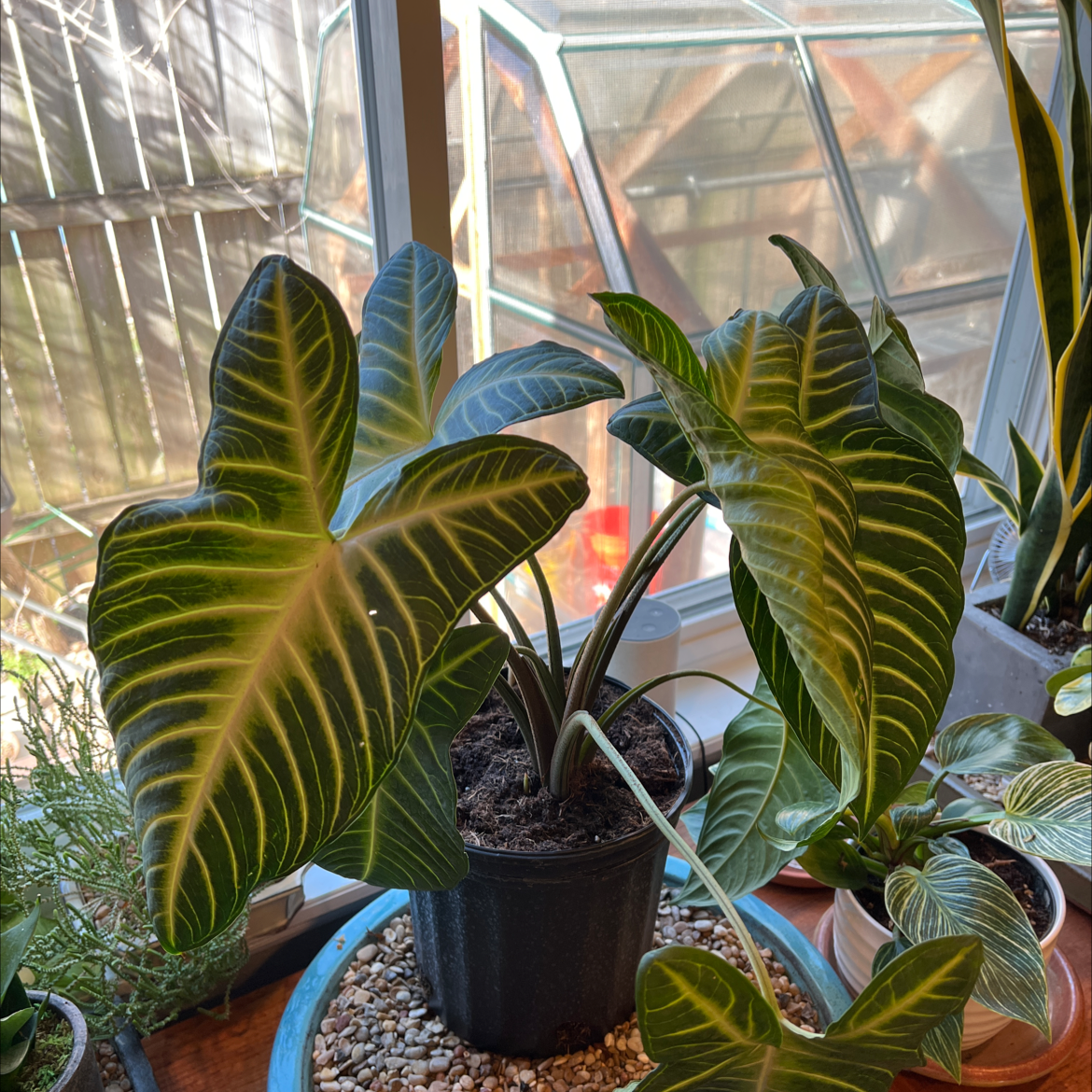 Caladium lindenii 'Magnificum' plant with vibrant leaves and prominent white veins in a pot near a window.