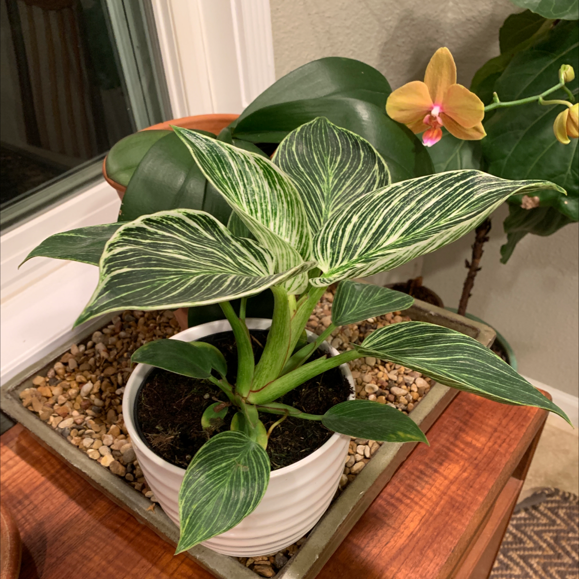 Philodendron Birkin plant in a white pot with variegated leaves, placed on a wooden surface.