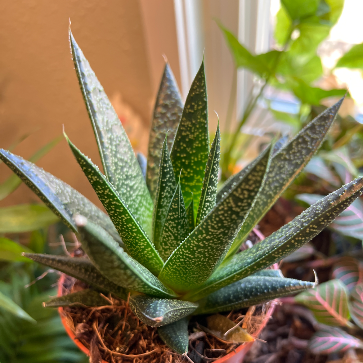 Gasteraloe 'Flow' plant with healthy green leaves and white speckles in a pot with visible soil.