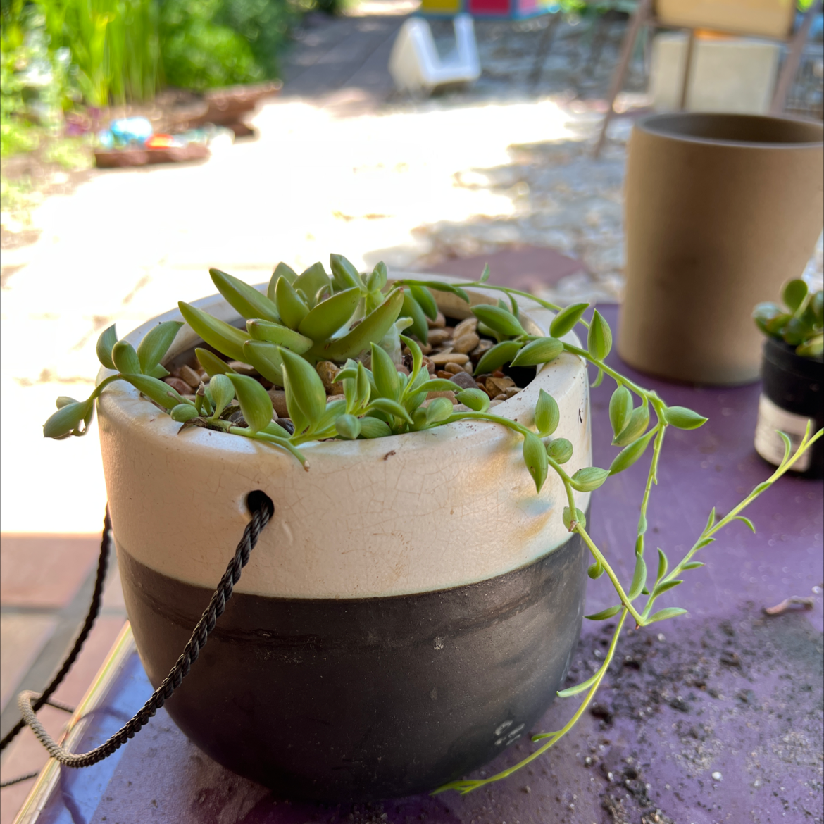 Healthy String of Bananas succulent plant in gray pot with long trailing stems and dense green banana-shaped leaves.