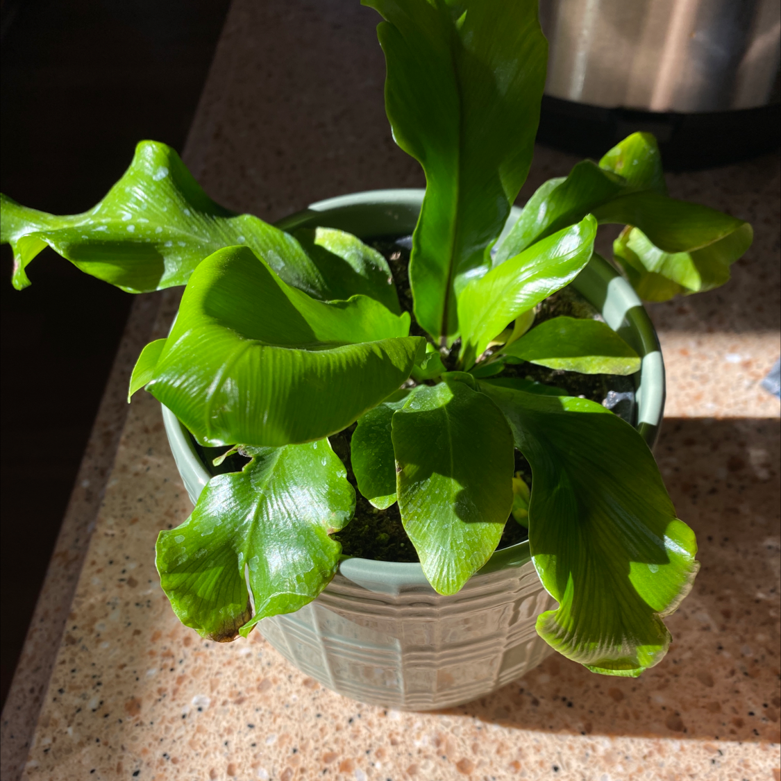 Hart's Tongue Fern in a pot with vibrant green leaves and visible soil.