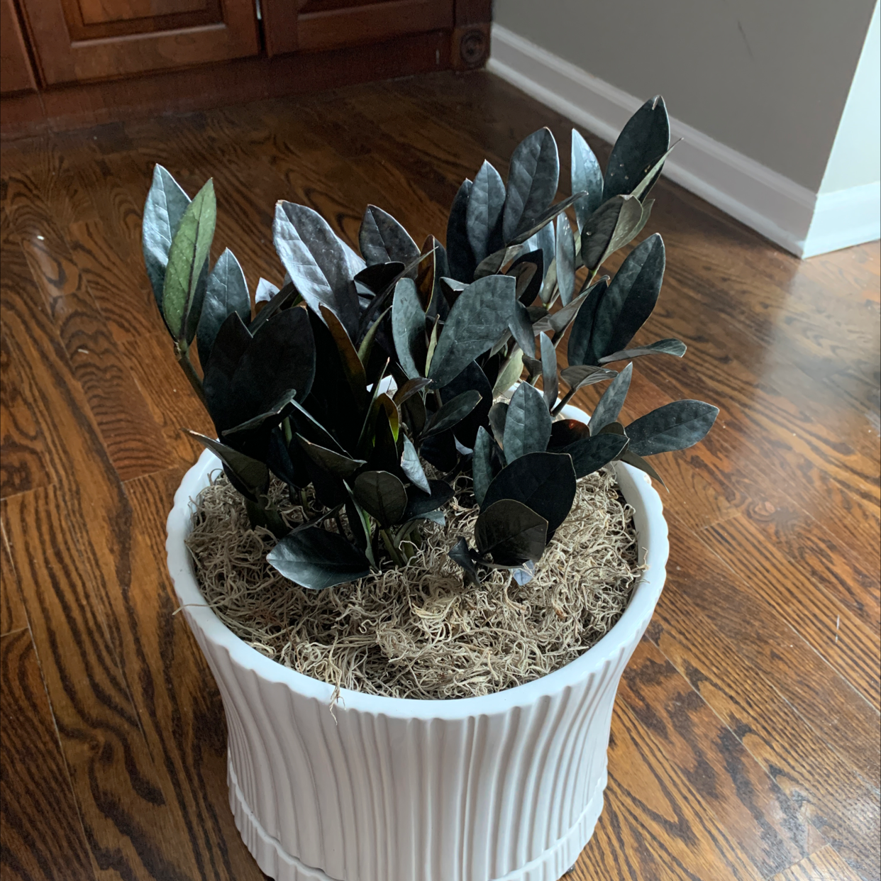 🥀 How Do I Fix Raven Zz Plant Root Rot?