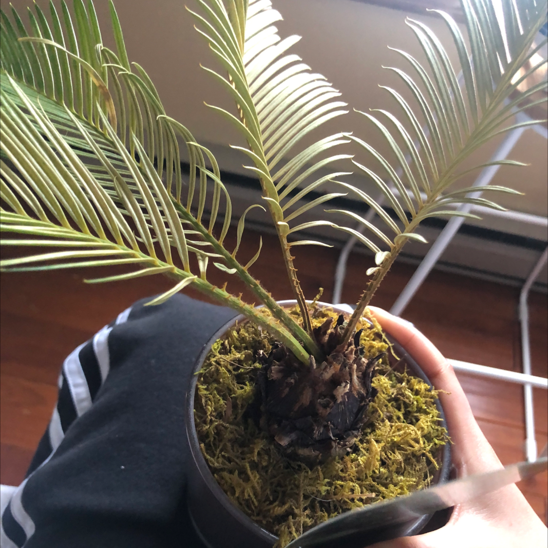 Sago Palm plant in a pot with visible soil and moss, showing some yellowing leaves.